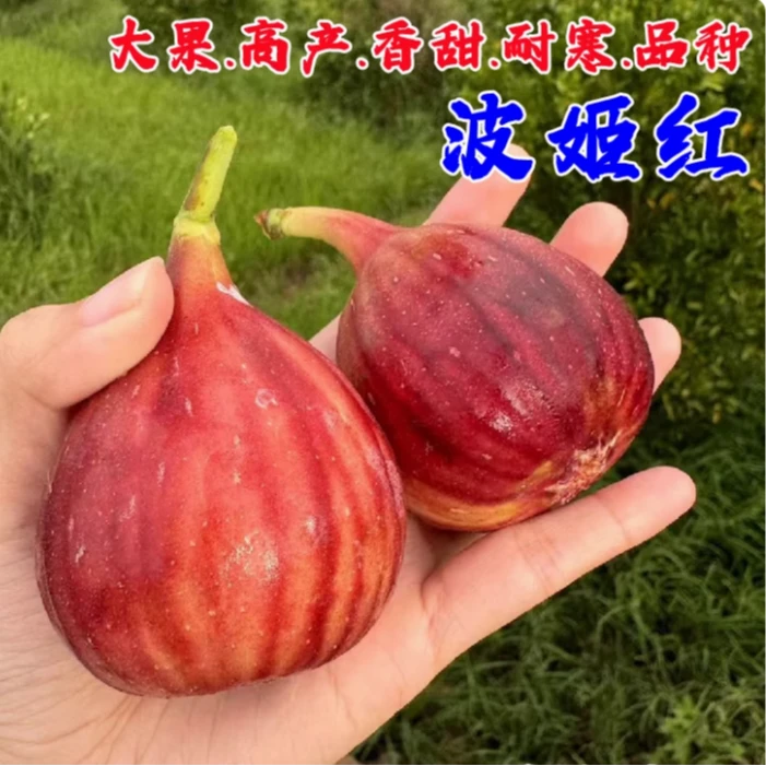 波姬红无花果树果苗大果盆栽四季南方北方种植