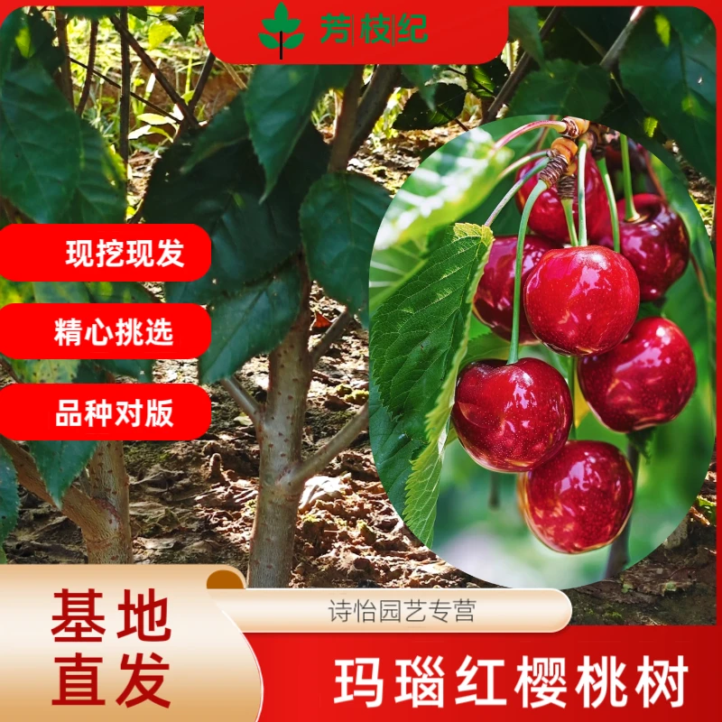 玛瑙红樱桃树苗大红灯车厘子树苗红妃樱桃嫁接苗乌克兰樱桃树苗