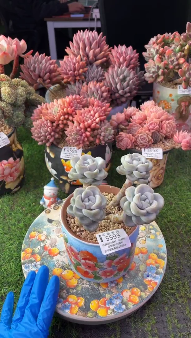 昆明印象多肉5593