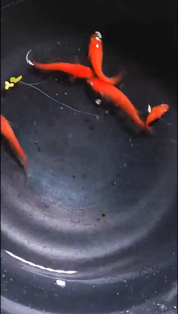 青鳉鱼观背青鳉029
