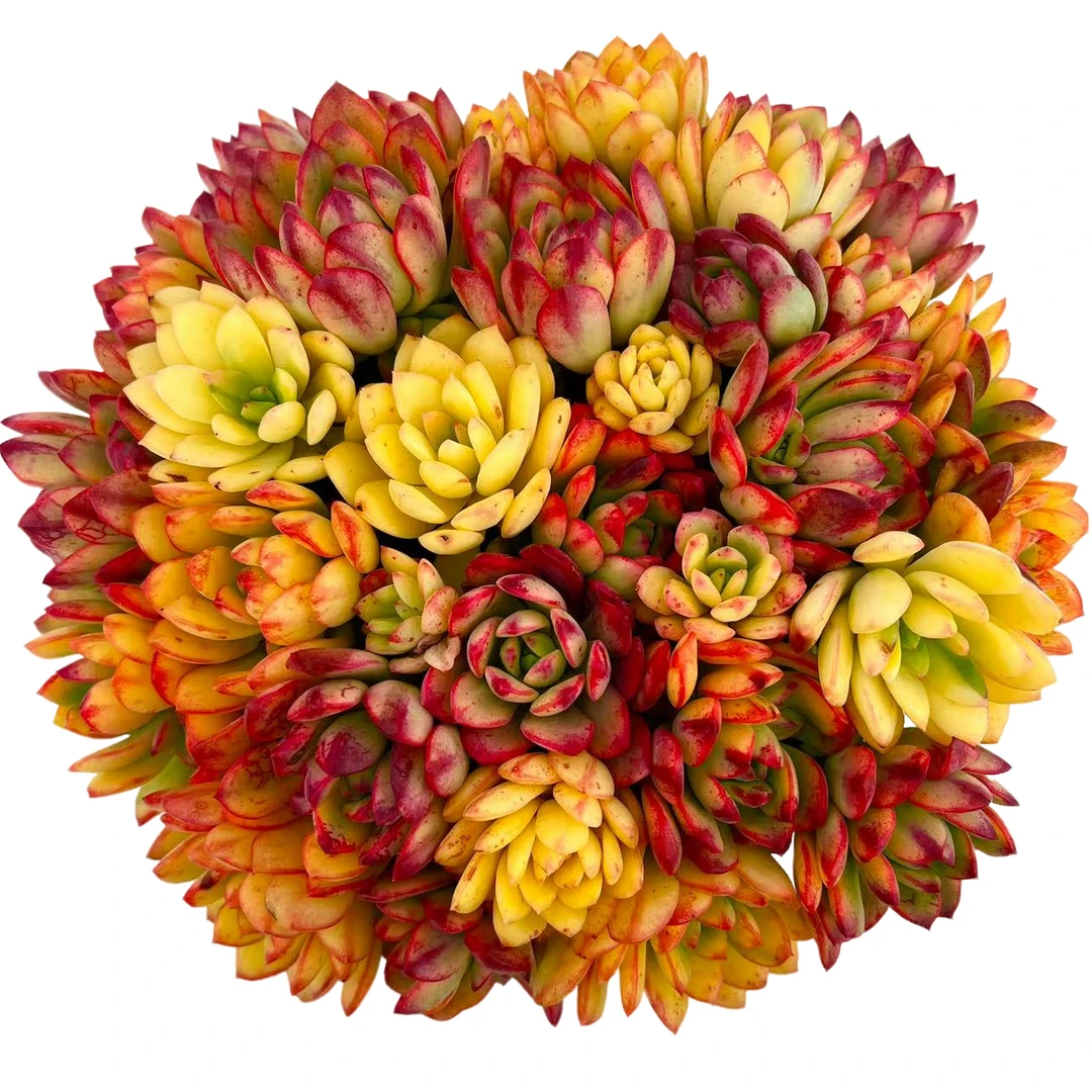 【大号七彩云南】带盆土发货 云南红太阳多肉 星花怒放