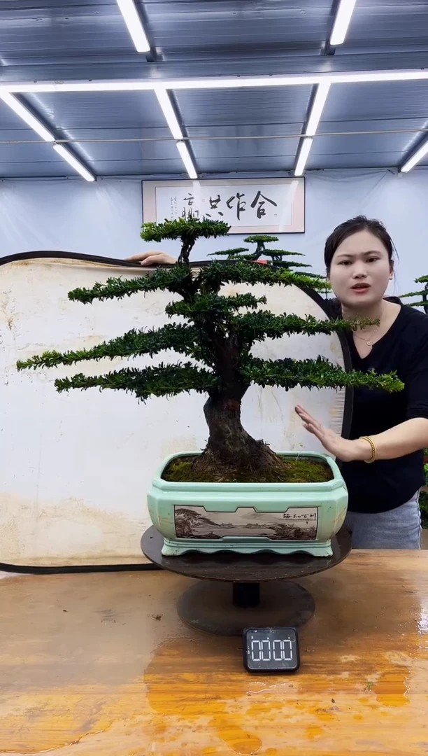 无花朵一物一拍，所见即所得