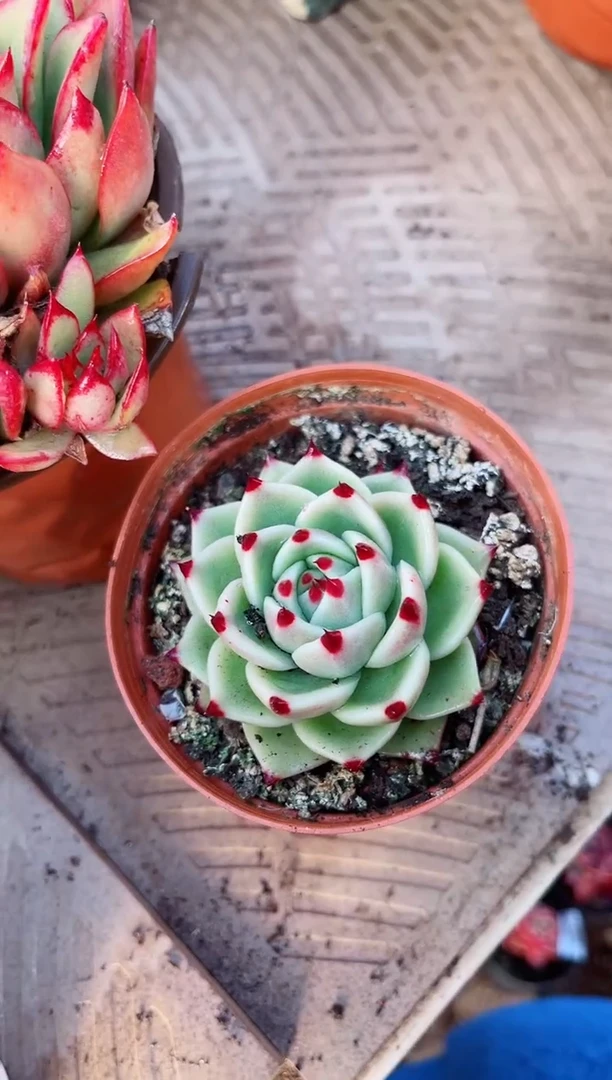 【闪购商品】13114