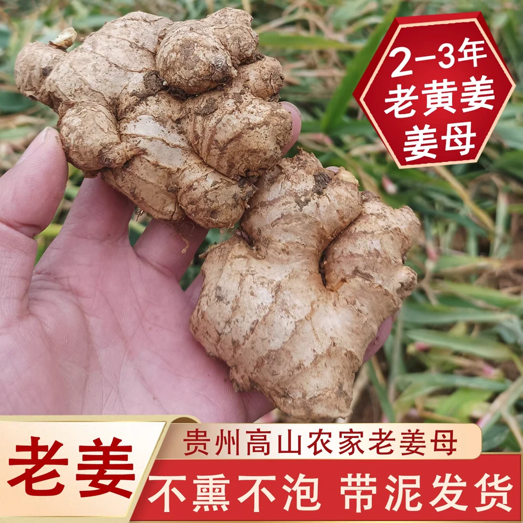 贵州云南小黄姜新鲜现挖香辣十足高山种植美味生姜2年老母姜辛辣1