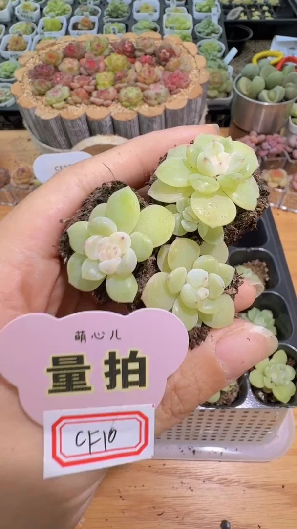 cf10 单双混 3颗量拍混发 满9.9包邮