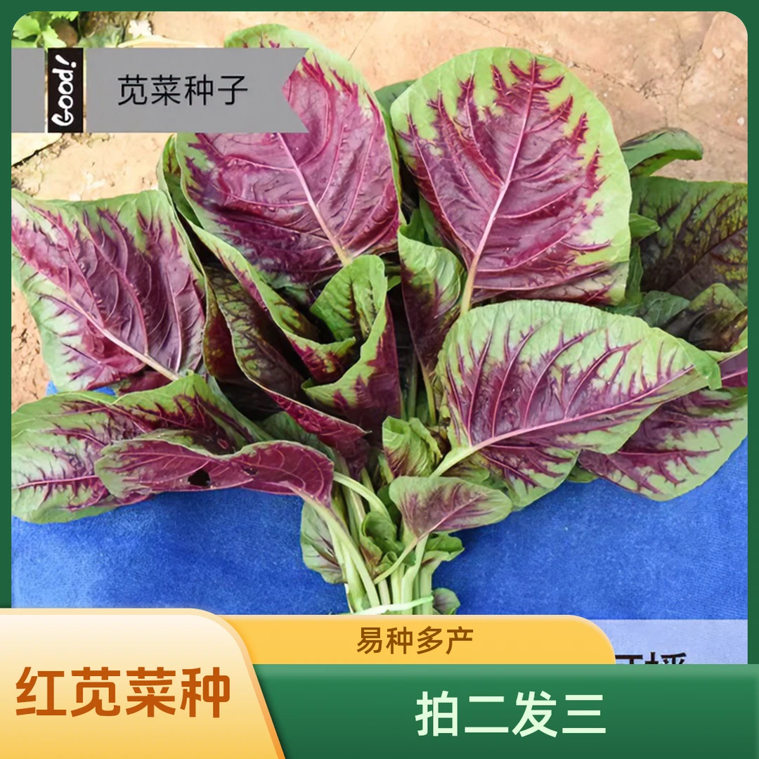 【拍二发三】一点红苋菜种子红苋菜种子红圆叶苋菜青柳叶苋菜种籽