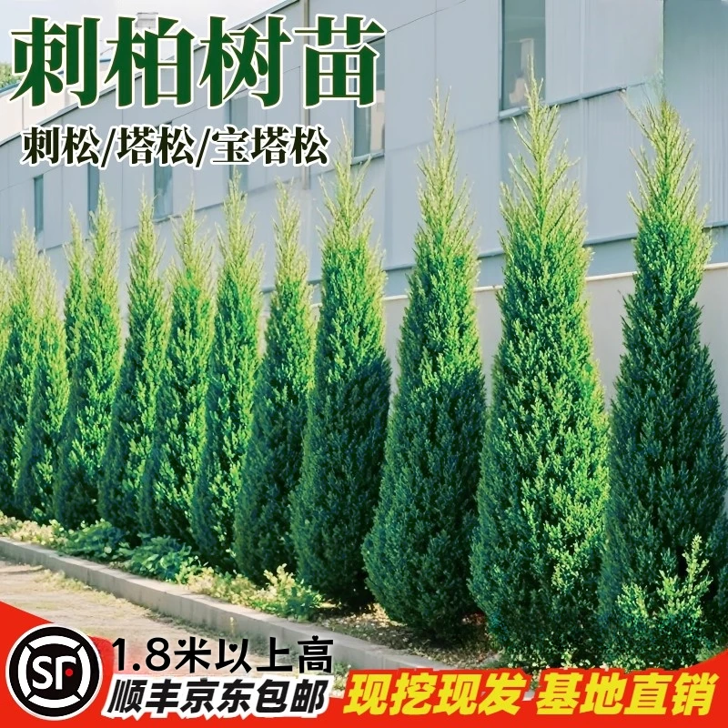 刺松刺柏龙柏树苗塔柏松柏苗四季常青蜀块塔松侧柏苗道路松柏