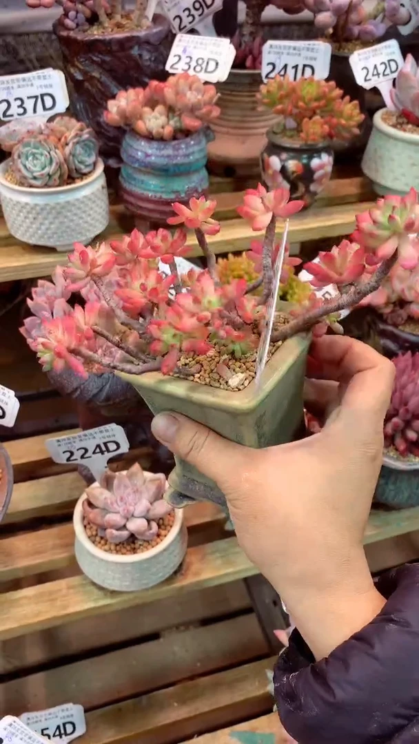 247D（一物一拍实付满28发货，默认不带盆土）