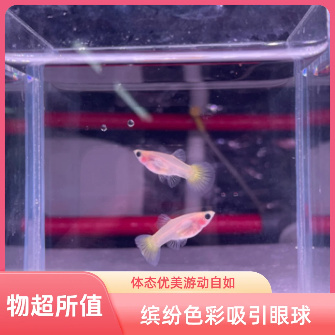 原线繁殖黄金玻璃猫孔雀鱼