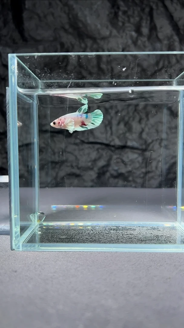 斗鱼竞拍链接A088