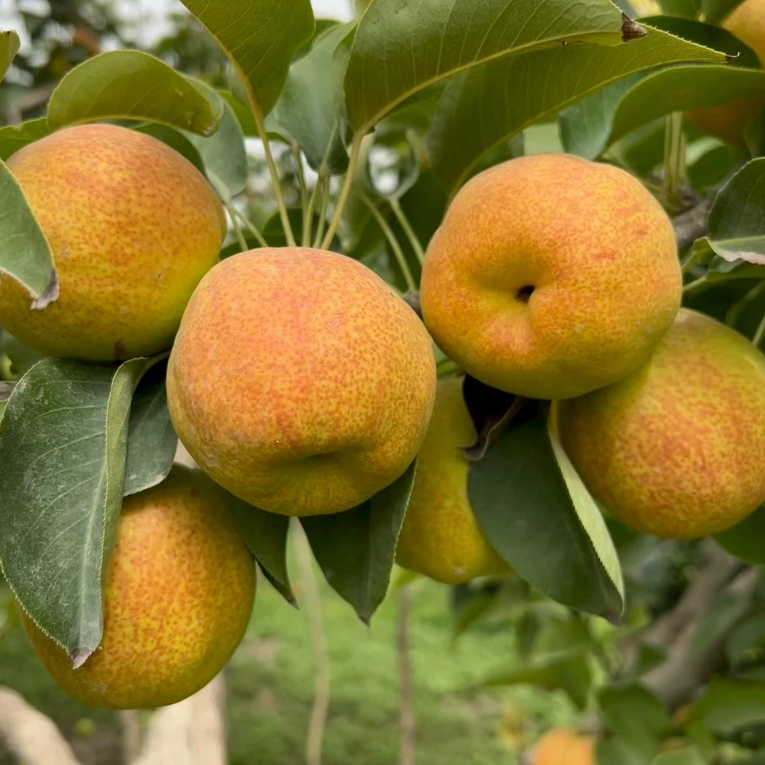 新疆库尔勒香梨香甜可口，新鲜水果，新疆库尔勒产地直发