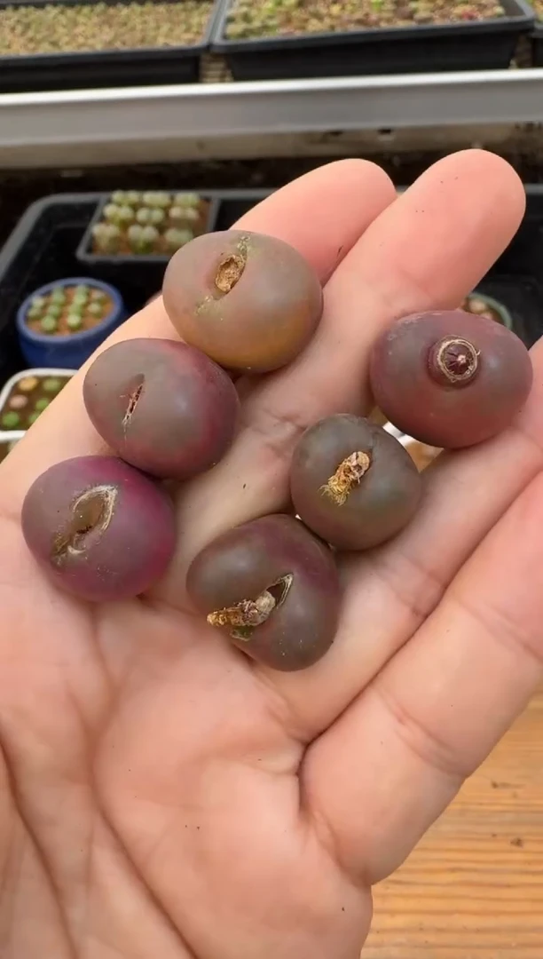 【闪购商品】22-14.