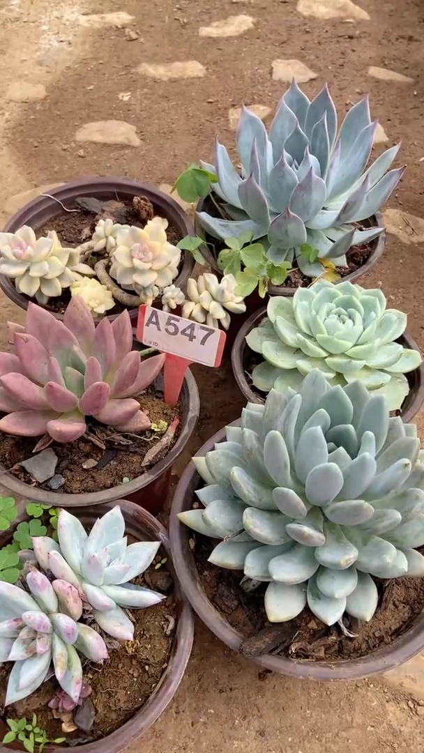 A547闪购清风花木兰多肉组合脱土发货