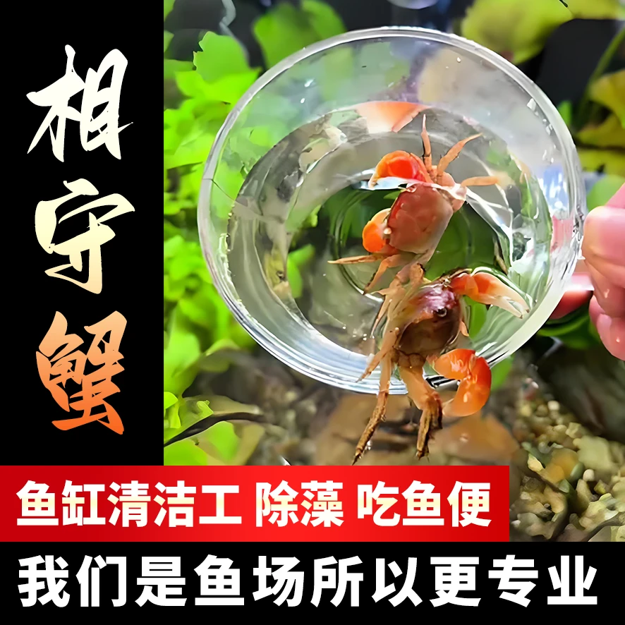观赏鱼斑马鱼相手蟹观赏螃蟹蟹观赏蟹活体
