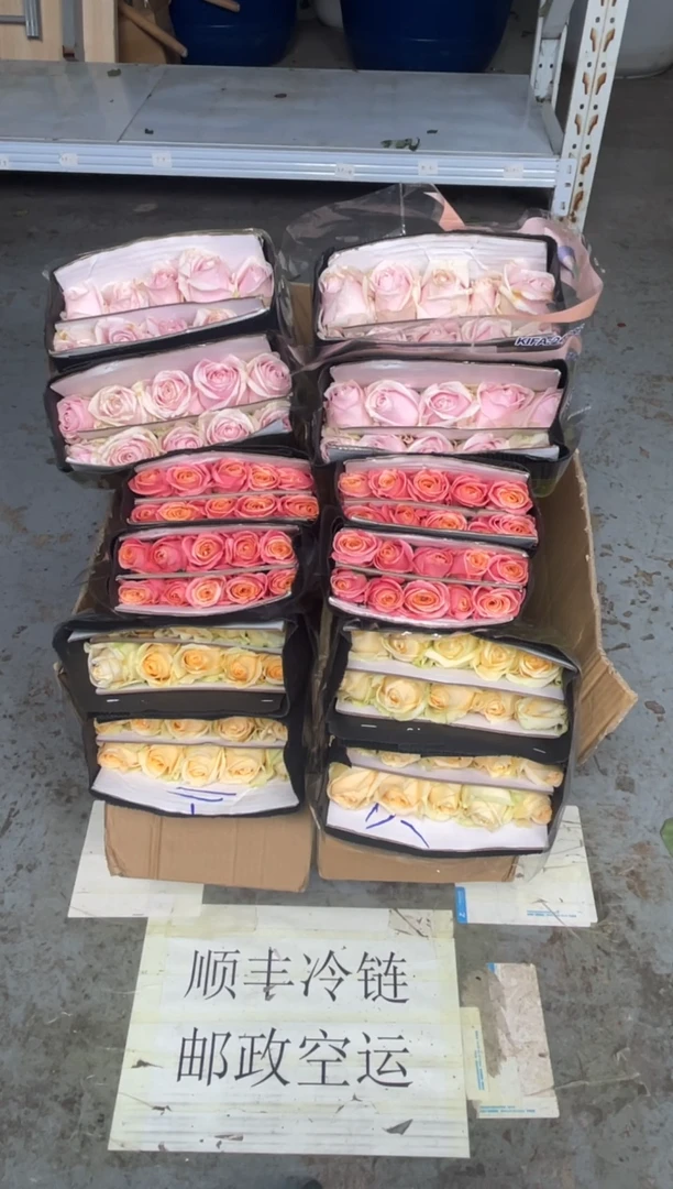 香槟20枝+粉红20枝+朱小姐20枝