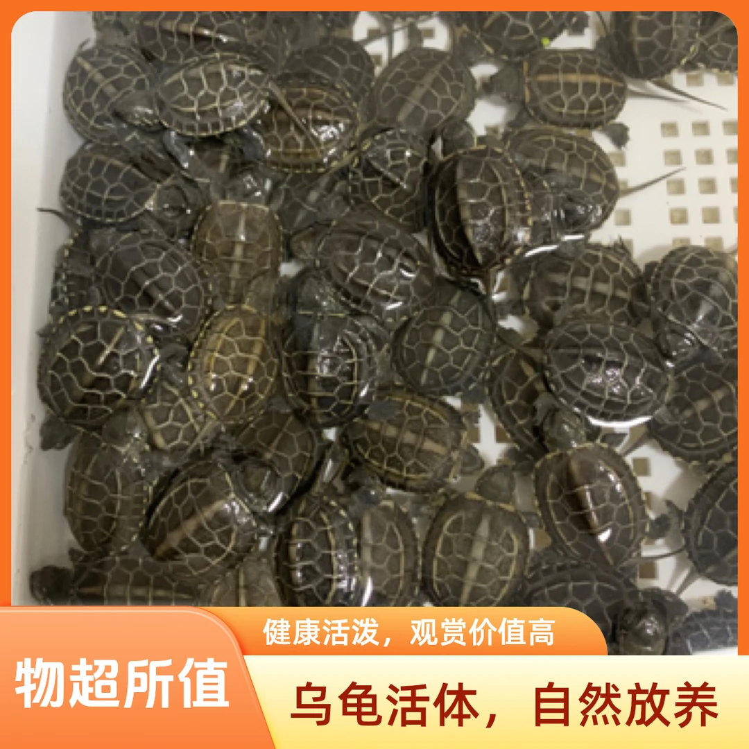 苏北金线草龟乌龟亚成龟草龟龟苗活体小乌龟