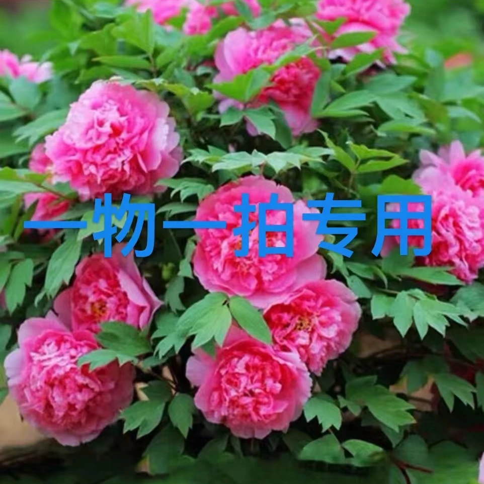 【年宵花】一物一拍牡丹基地直发