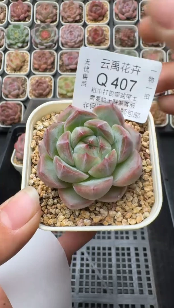 407Q (6.5cm杯）一物一拍 当场直播满3颗包邮