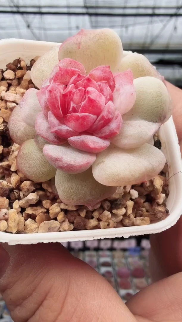 东云多肉园新款-150