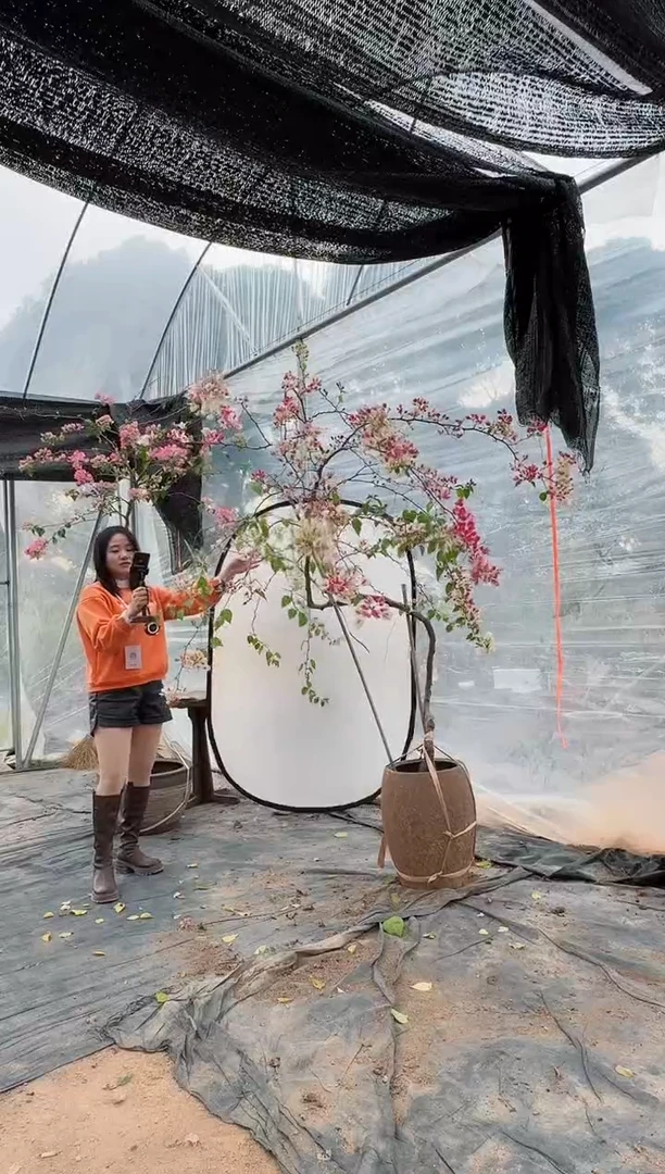 【闪购商品】盆景漳红樱