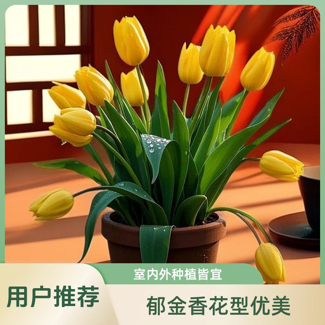 水培花卉室内水养黄色郁金香花苗庭院盆栽绿植鲜花金色阿波罗