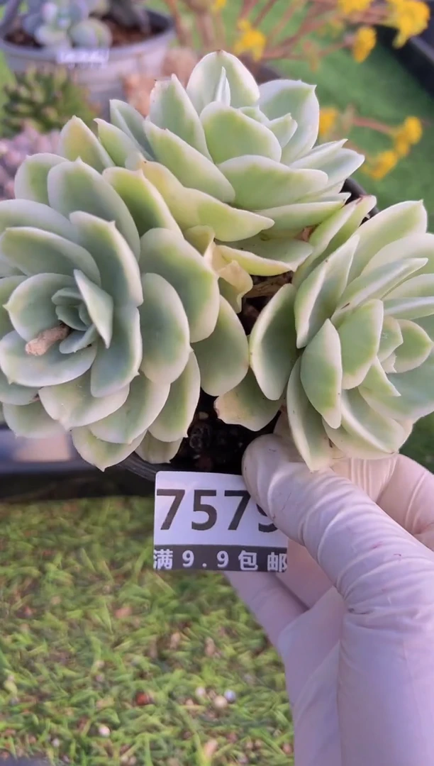 【闪购商品】信福多肉一物一拍