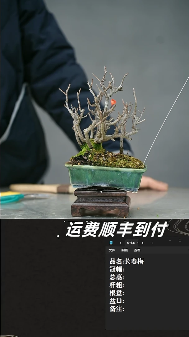 【闪购商品】38 长寿梅
