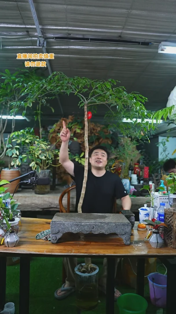 当前无花栽培后可以开花幸福树198T