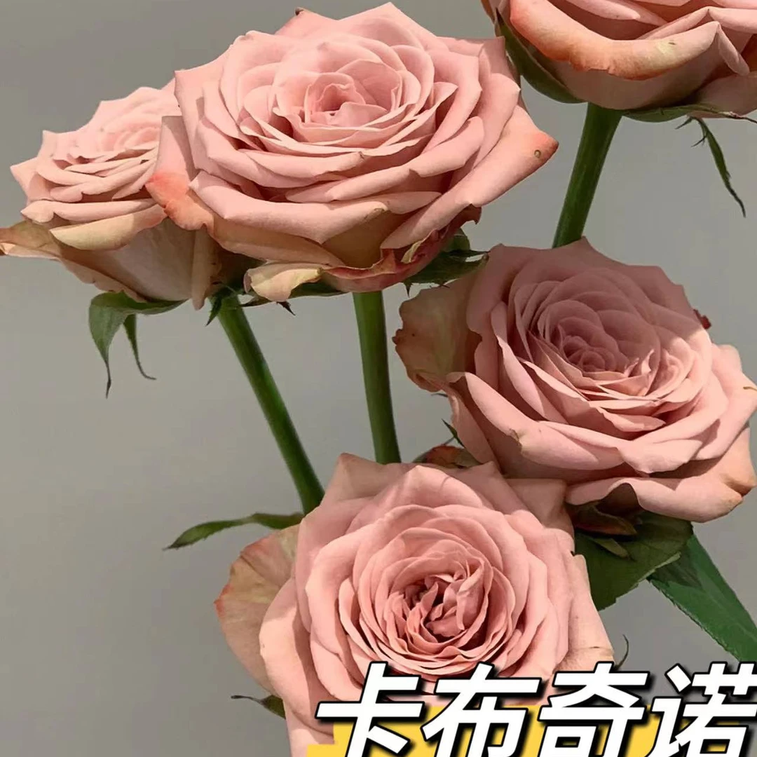 小美专属『卡布奇诺10支』全场任意满两单鲜花顺丰包邮 鲜花直播批发次日达