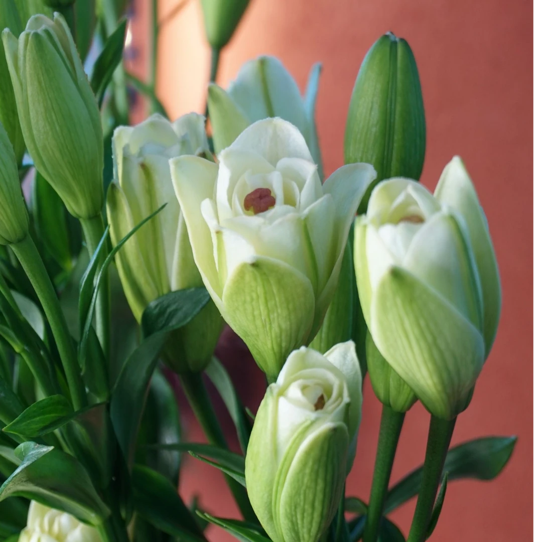 重瓣百合花鲜切花无味宠物友好多头百合花云南基地直发