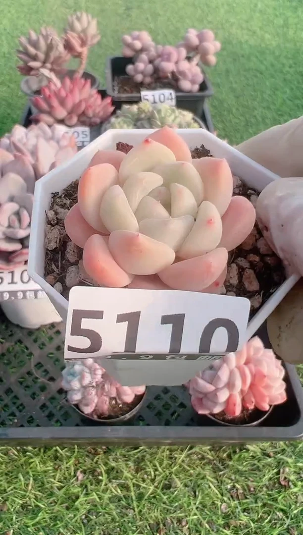 【闪购商品】信福多肉一物一拍