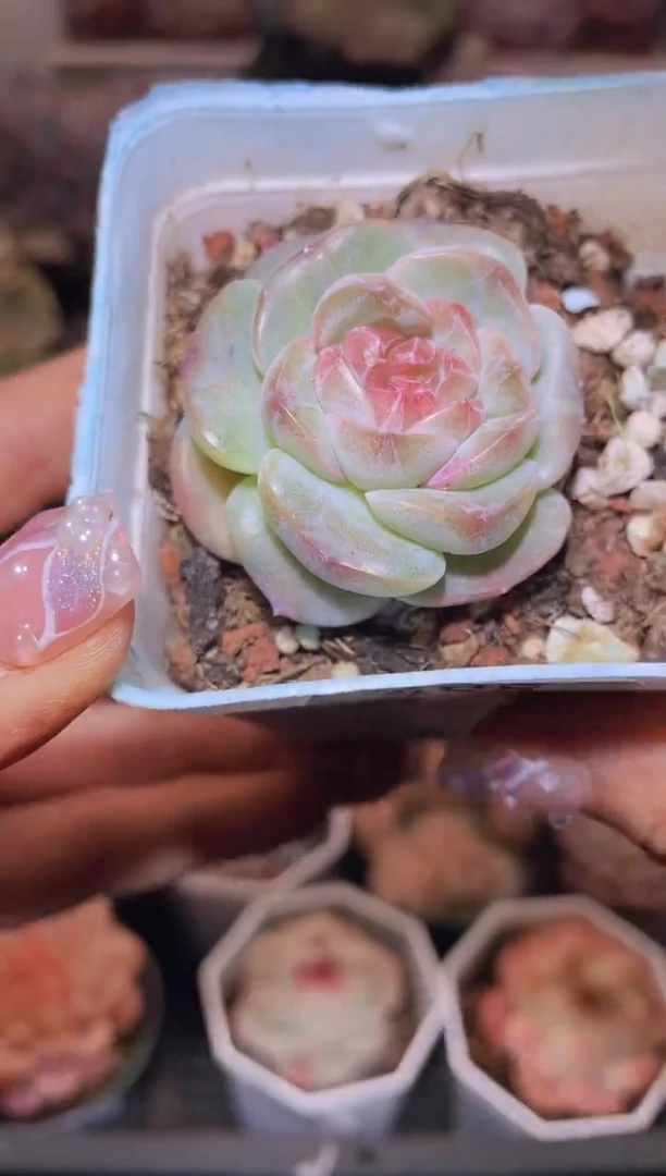 【闪购商品】498苏黎世