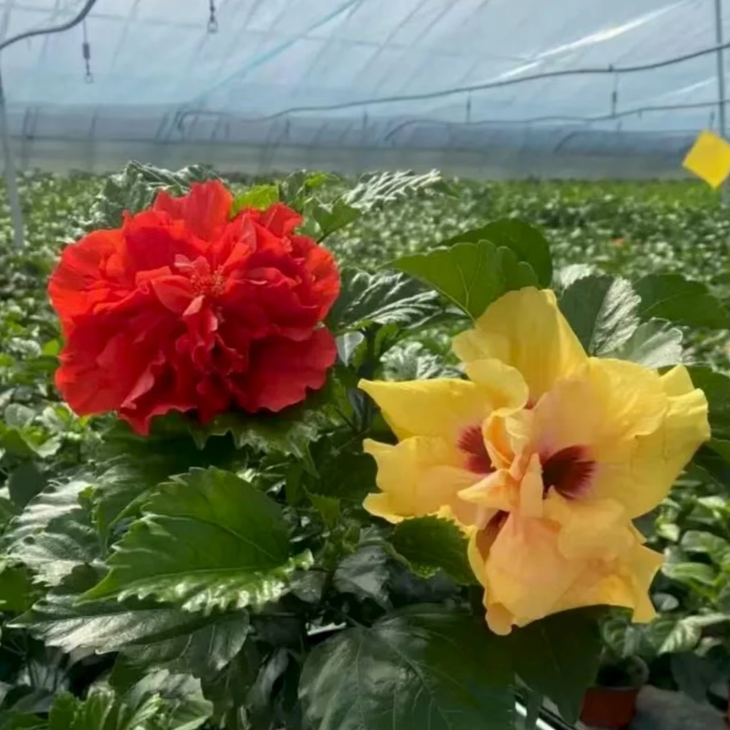 【新疆包邮】丹麦双色木槿盆栽四季开花好养耐热耐寒室内花卉