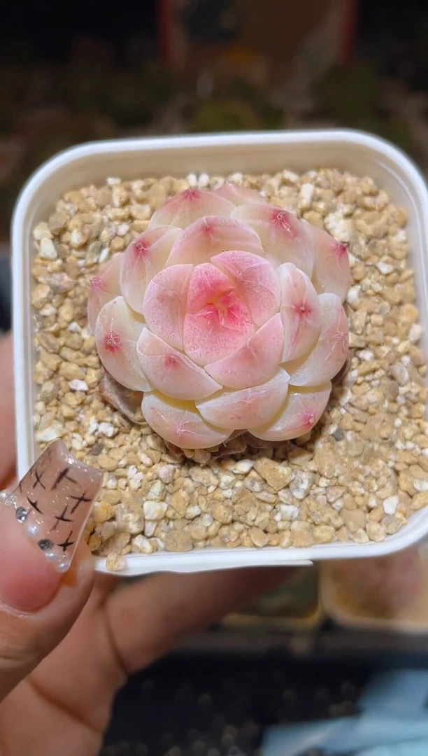 【闪购商品】201浪漫之心