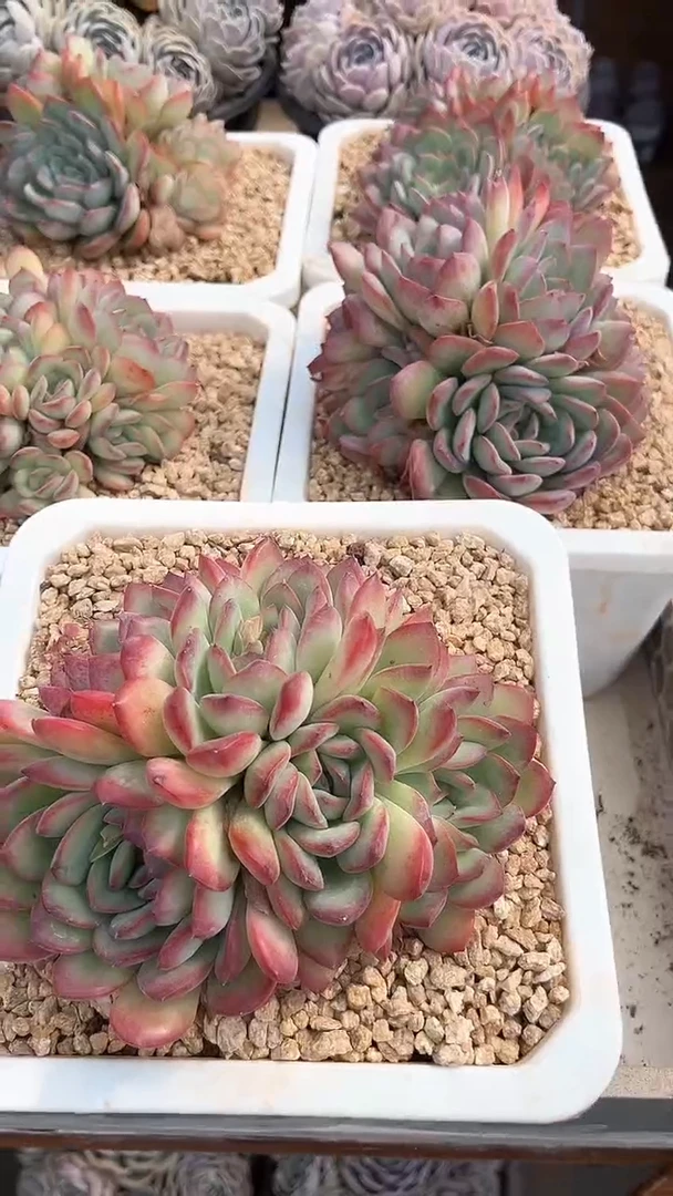 【闪购商品】雪夜王子缀（可单挑）