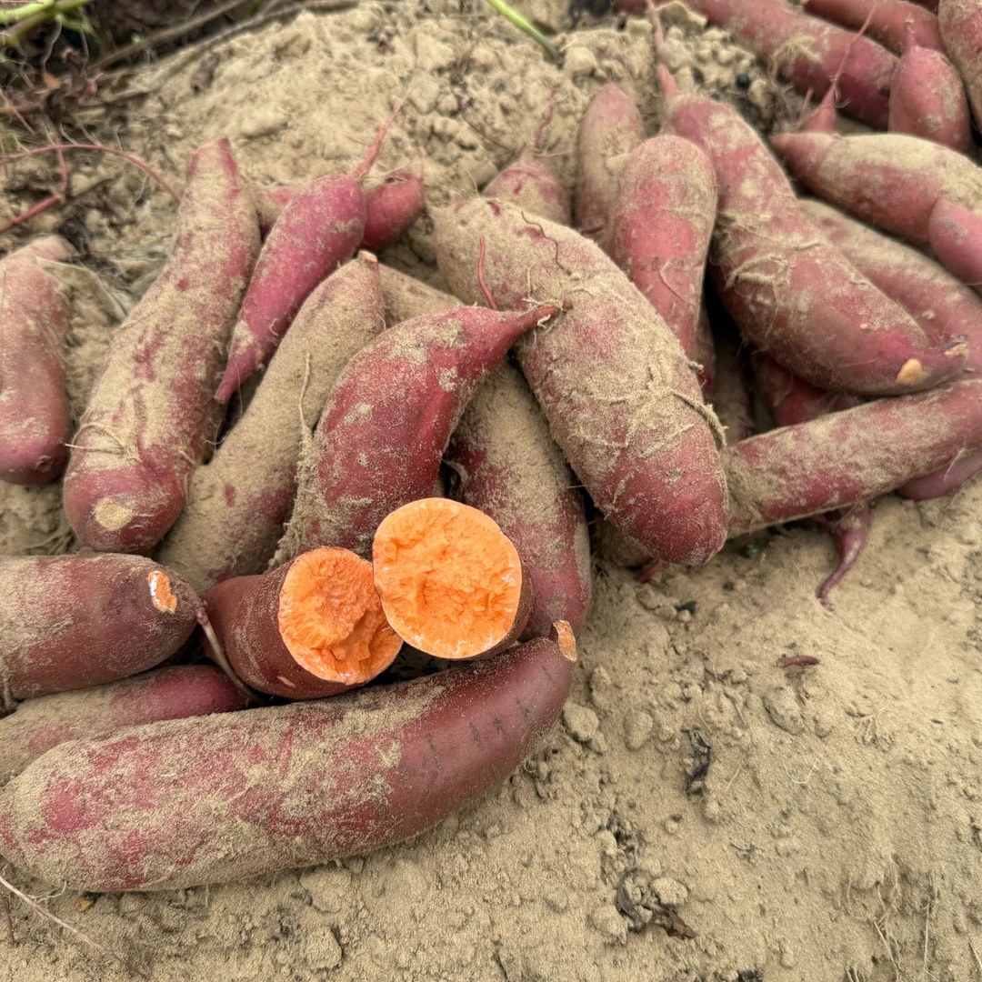正宗沙地六鳌红薯-中果