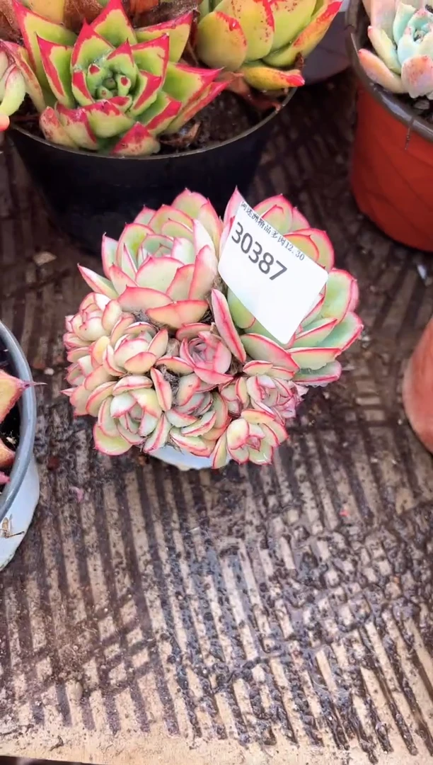 喵***代多肉植物一物一拍30387