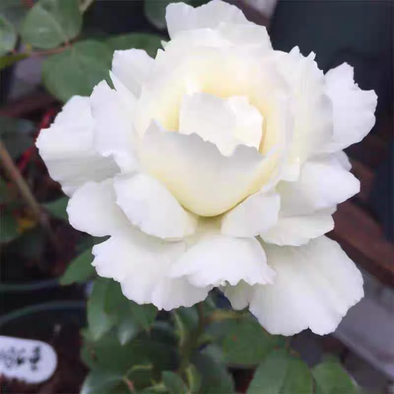 新天鹅古董/白雪香水 白色大花月季 灌木切花中苗大苗 浓香