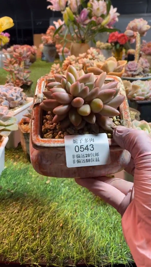 【闪购商品】0543a