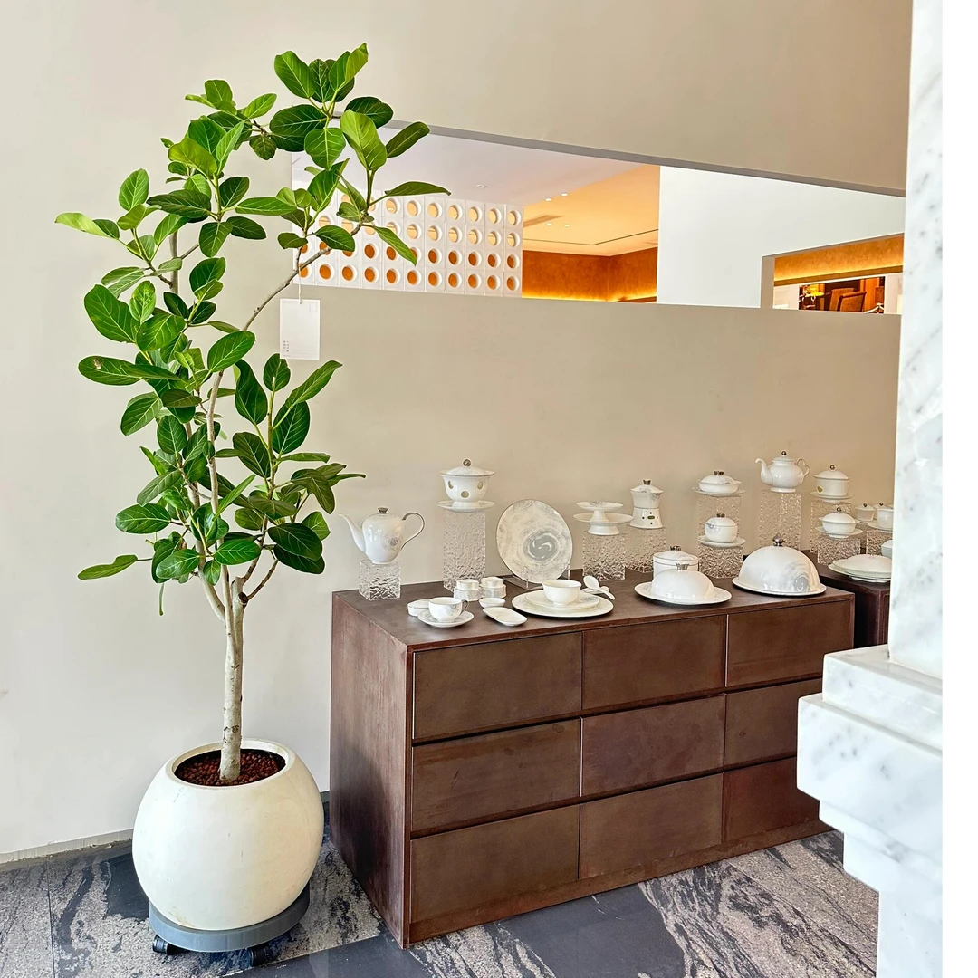 网红孟家拉大型室内绿植高山榕卧室客厅摆放青叶鸭脚木造型绿植