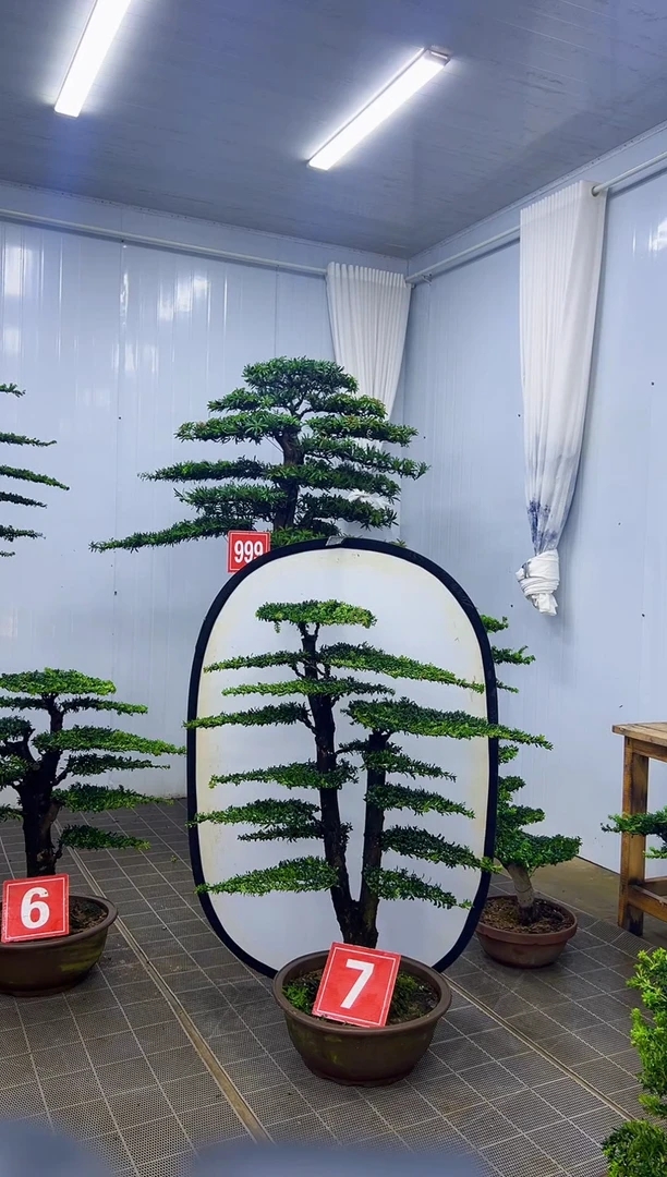 无花朵燕*000000000000000000