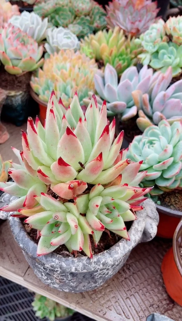 启****｝多肉植物一物一拍06164