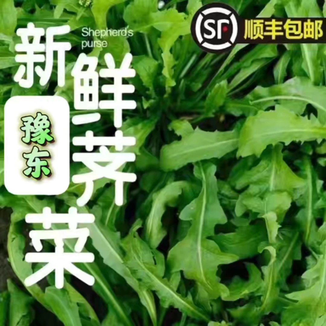 25顺丰豫东农家荠菜新鲜野生荠菜大叶荠菜地菜包子饺子馄饨春卷馅