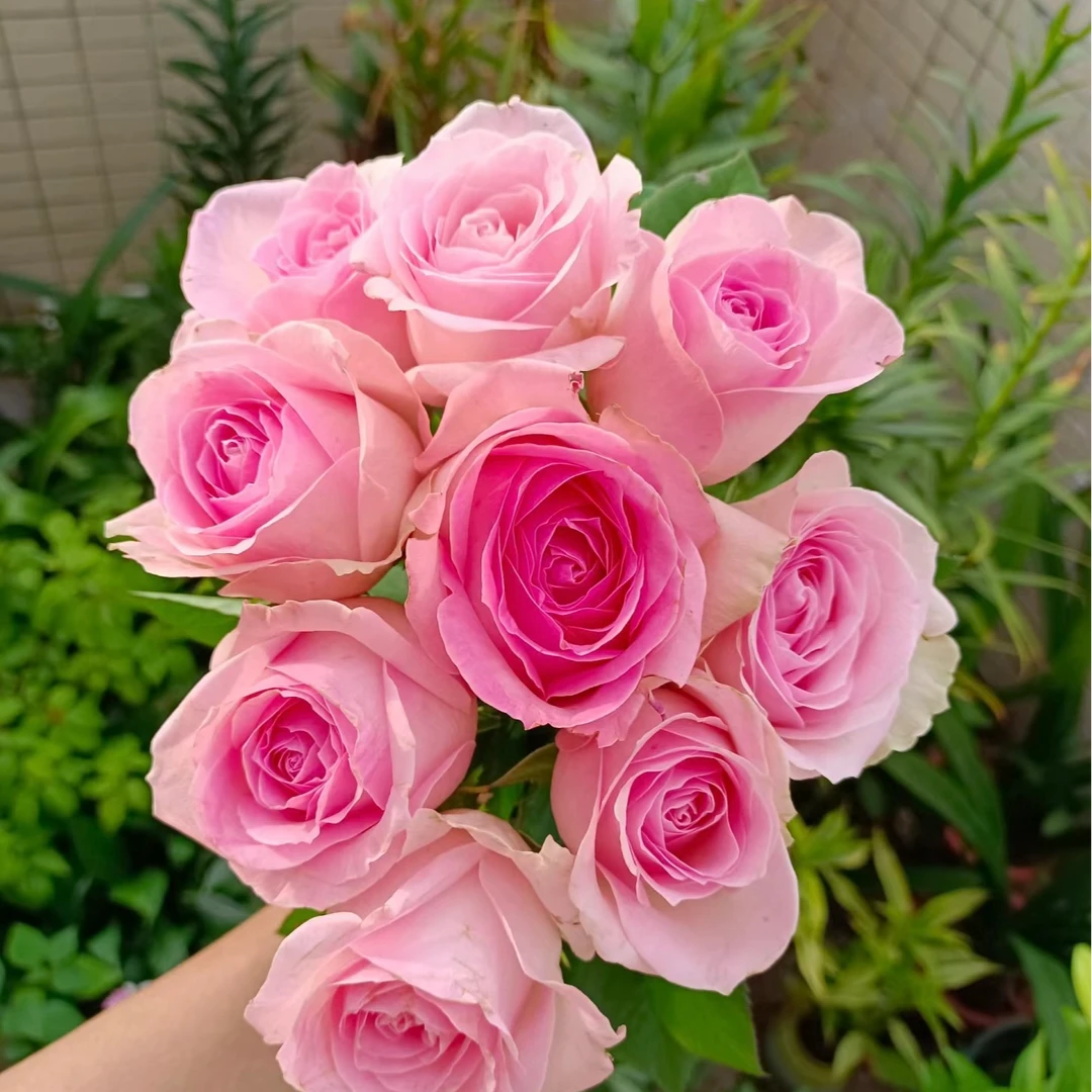 【桃红雪山】切花玫瑰月季大花勤花耐开耐晒直立庭院绿植