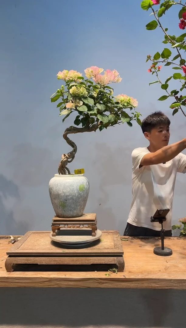 全部花朵莲三角梅16