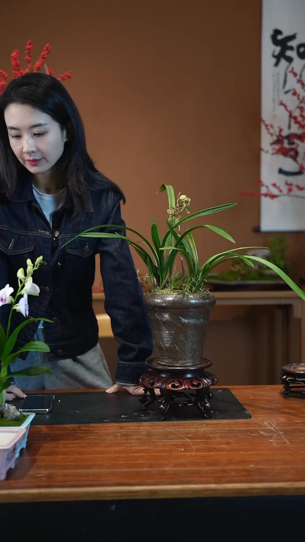 全部花朵是**吖兰花盆景盆景盆景