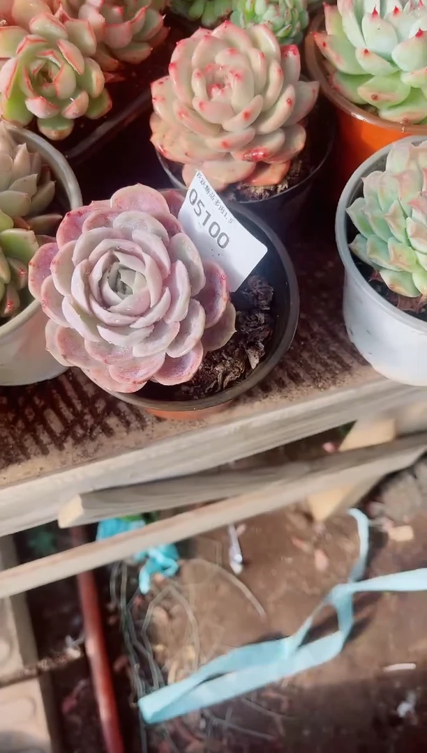 1*跃跃精品多肉05100