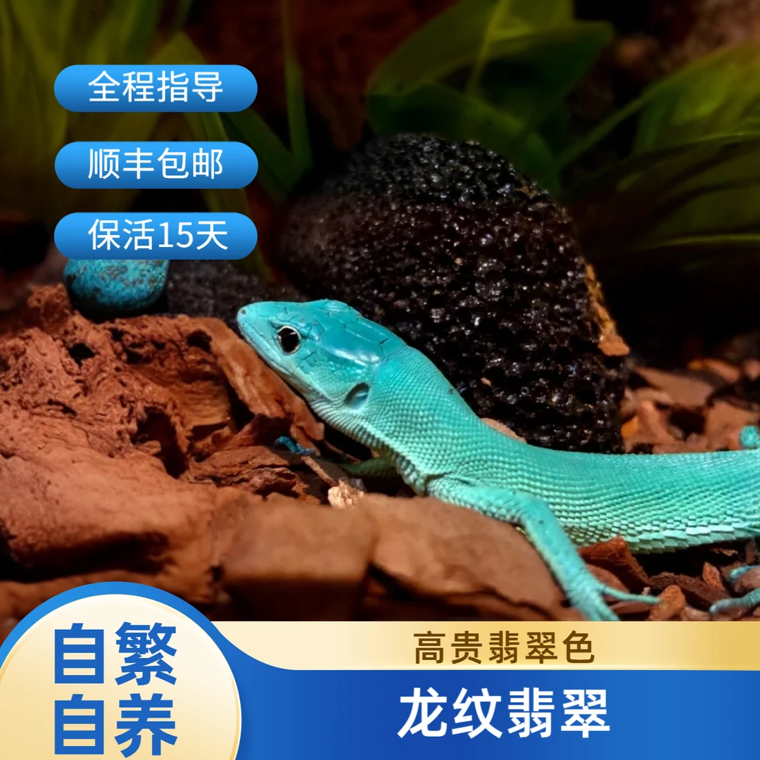 【奇宠部落】翡翠龙纹蜥异宠爬宠活体宠物翡翠蜥影蜥蜴绿龙蜥宠物