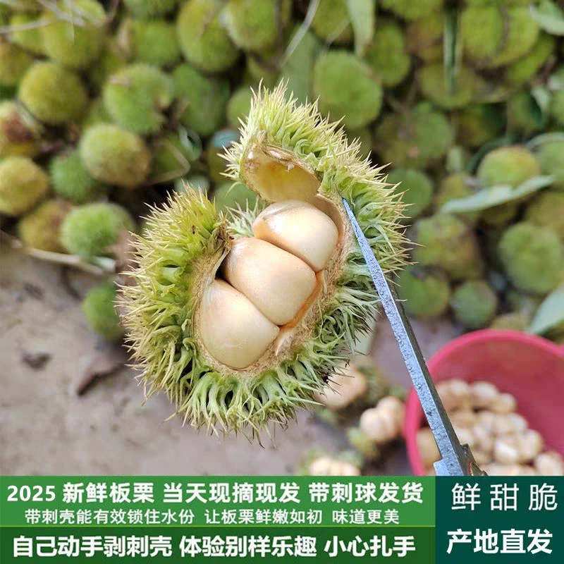 【头茬白壳嫩板栗开园】河南信阳应季新鲜白壳嫩板栗生吃脆甜带