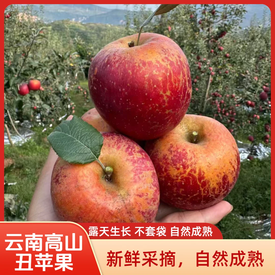 云南昭通丑苹果新鲜现摘露天富士苹果脆甜多汁当季水果